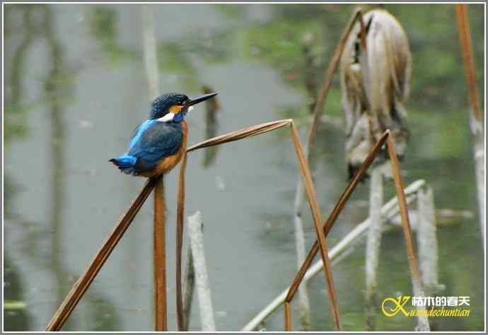 拍鸟偶遇【照片】