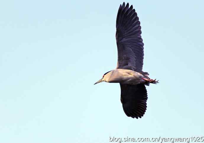 飞(夜鹭)50 飞(夜鹭)50