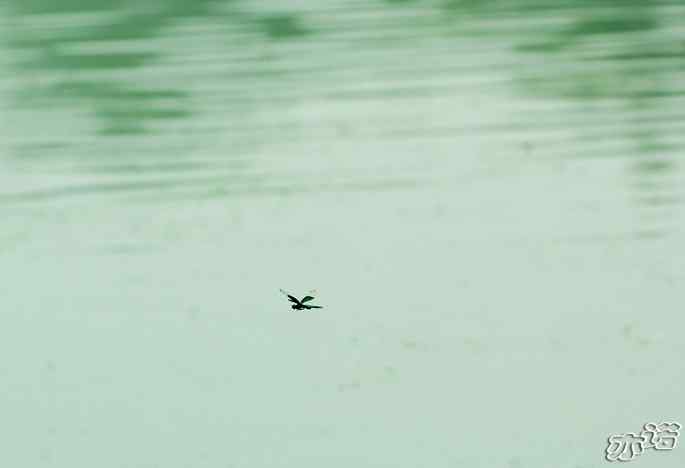 圆明园&nbsp;wbr路&nbsp;wbr黑丽翅蜻鈥斺敽商裂蘧