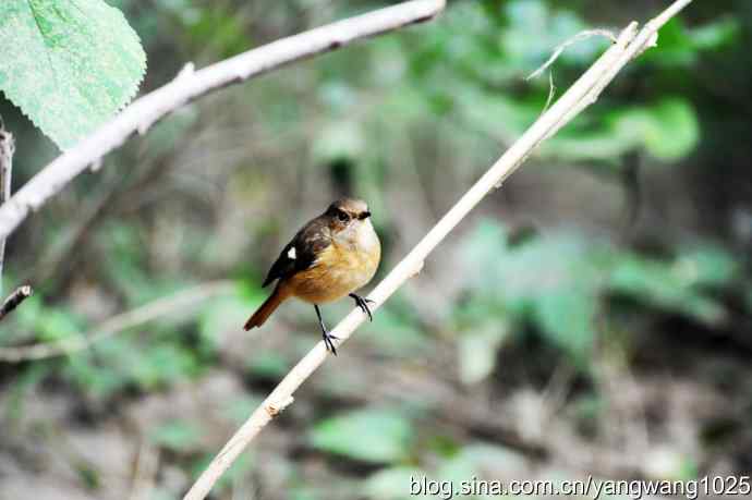 雌性北红尾鸲（2）