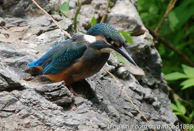 小小翠儿沐浴着父爱快乐成长--献给父亲节
