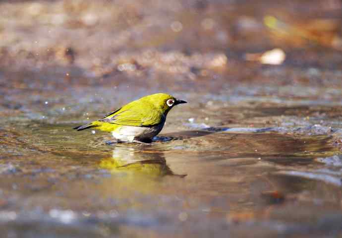 暗绿绣眼鸟（洗浴在冰水中）