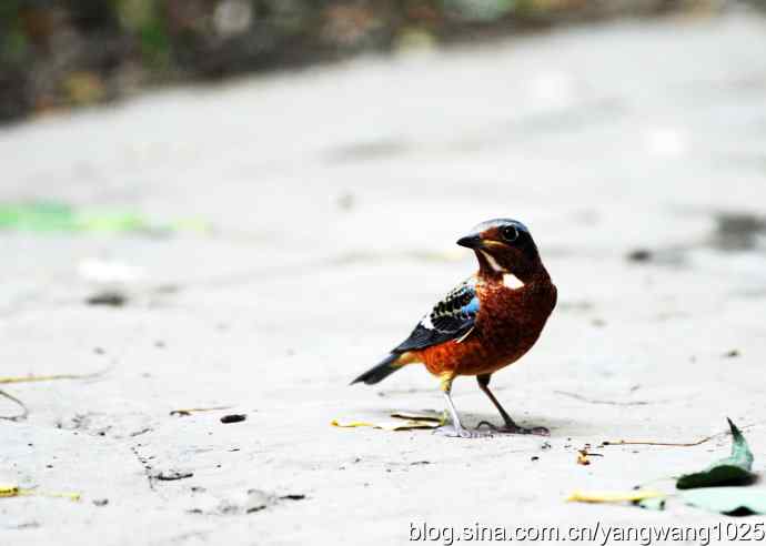 几幅标准像（记白喉矶鸫）