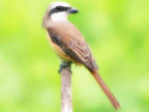 天生猎手：非猛禽类猎手之二（雀鸟也是屠夫——伯劳）