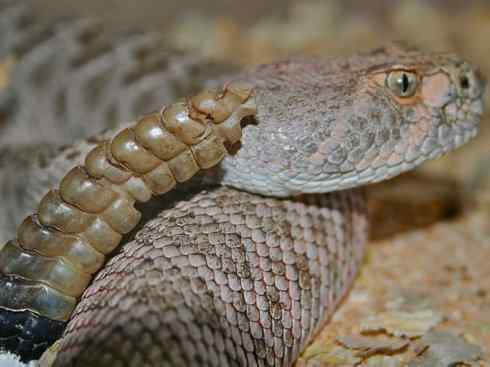 龙：传说的兽原型探秘（响尾蛇类）