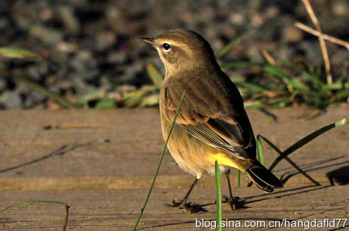 棕榈林莺