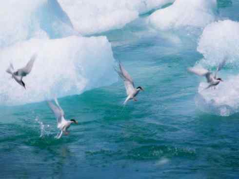 自然奇观：动物大迁徙(燕鸥类)