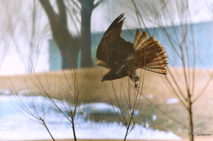 对黑耳鸢K07-012837的12次记录 对黑耳鸢K07-012837的12次记录