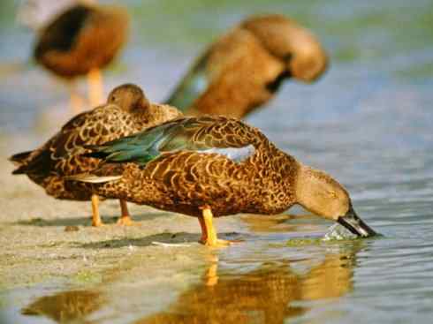 欣赏:美丽的钻水鸭5 欣赏:美丽的钻水鸭5