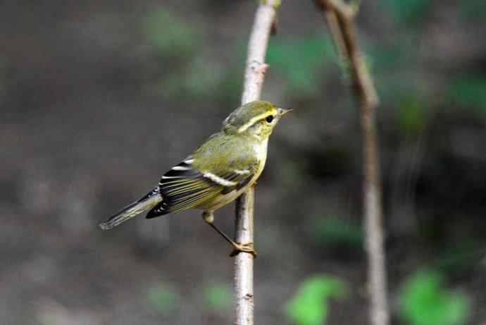 黄眉柳莺（17）