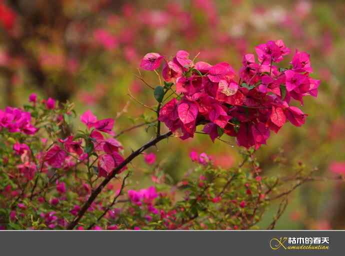 西双版纳拍鸟之二【实拍】