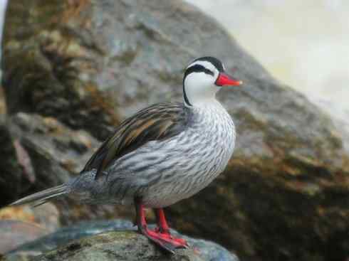 雁鸭之最之九（夏威夷雁、湍鸭、鹊雁）