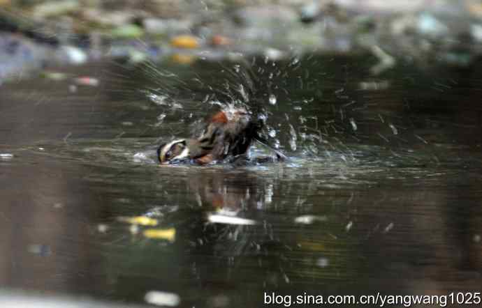 沐浴中的鸟儿