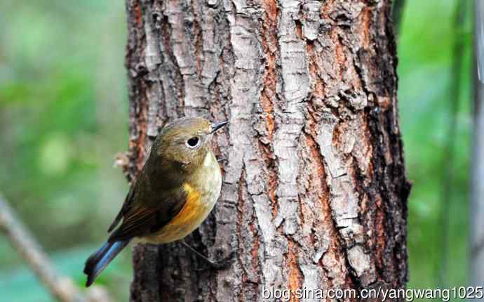 雌性红胁蓝尾鸲（61）