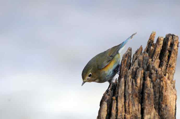 雌性红胁蓝尾鸲(25) 雌性红胁蓝尾鸲(25)