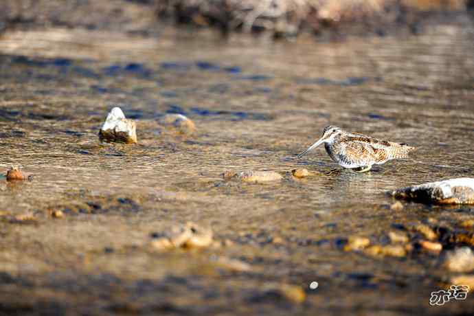 白河峡谷生境鸟片（原画幅）