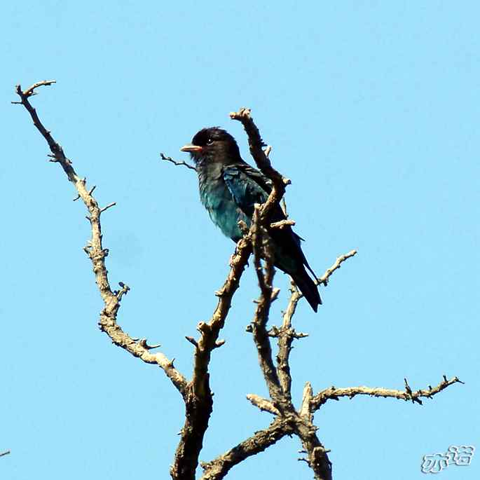 圆明园&nbsp;wbr路&nbsp;wbr初识三宝鸟