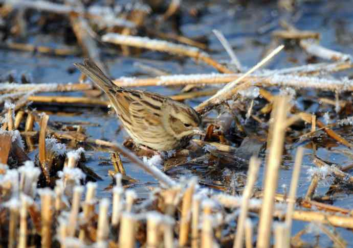 雌性灰头鹀（1）