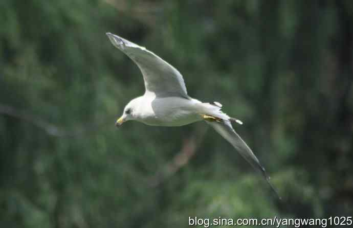 飞（海鸥与夜鹭） wbr2