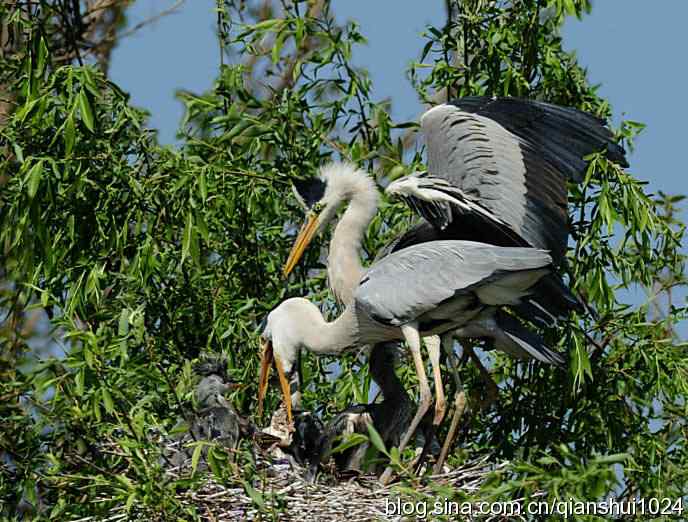 鹭家的午餐(翠湖湿地) 鹭家的午餐(翠湖湿地)