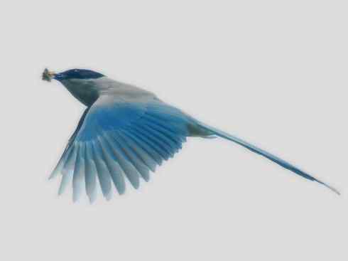 家禽驯化之源之二十九