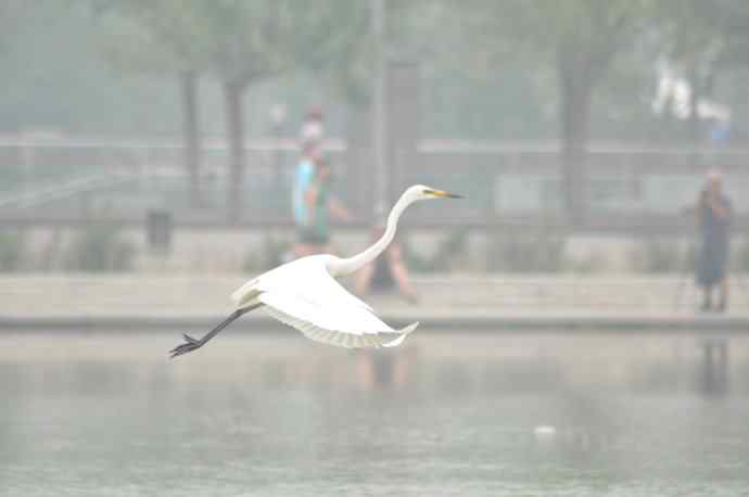 奥林匹克公园白鹭飞 wbr1