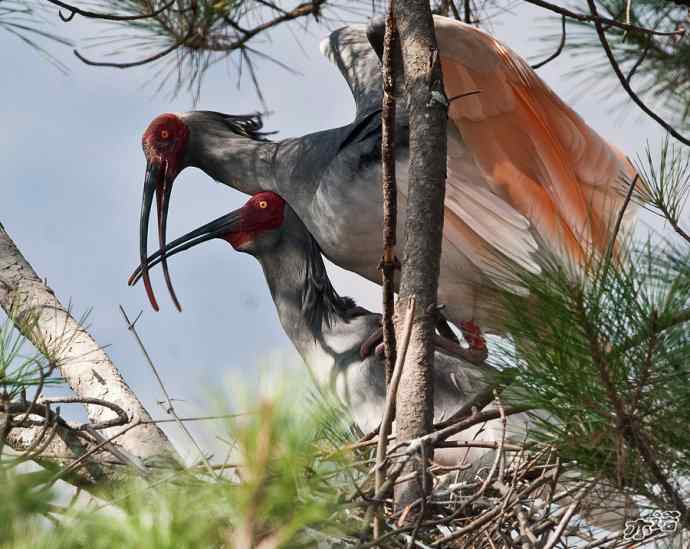 朱鹮&nbsp;wbr路&nbsp;wbr吉祥之鸟