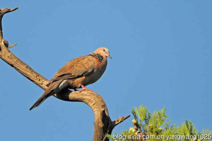 珠颈斑鸠(随拍) 珠颈斑鸠(随拍)