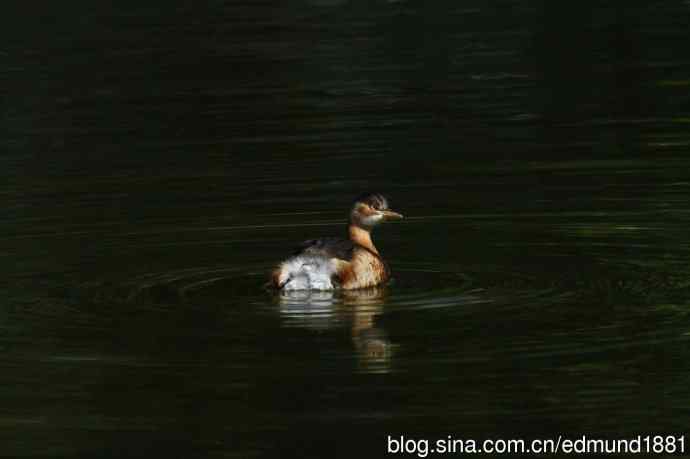 群鸭飞舞贺新岁 群鸭飞舞贺新岁