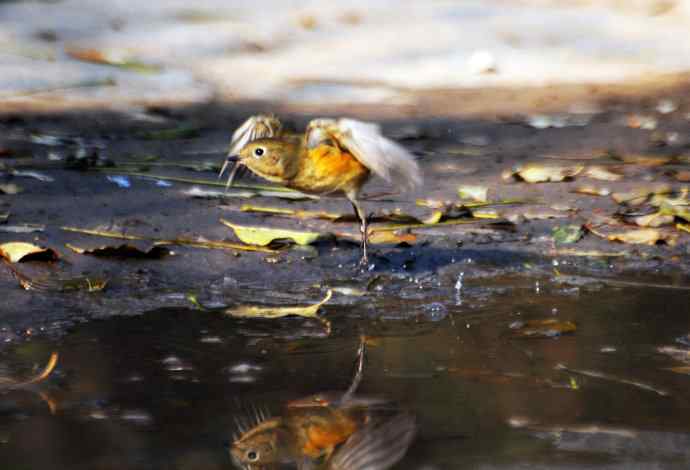 雌性红胁蓝尾鸲（10）