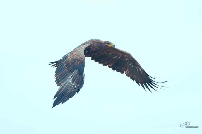 一组草原雕迎面起飞和飞行图（拍摄距离60米）
