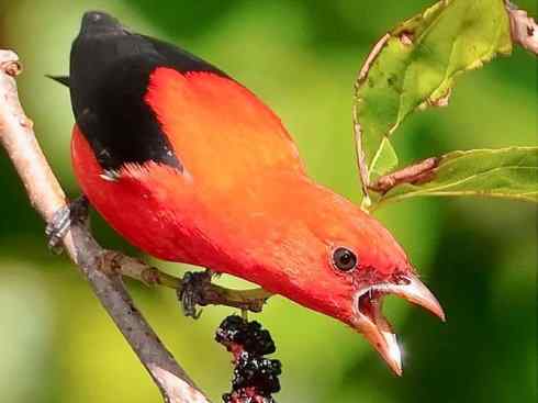 极品红色鸟类：猩红比蓝雀