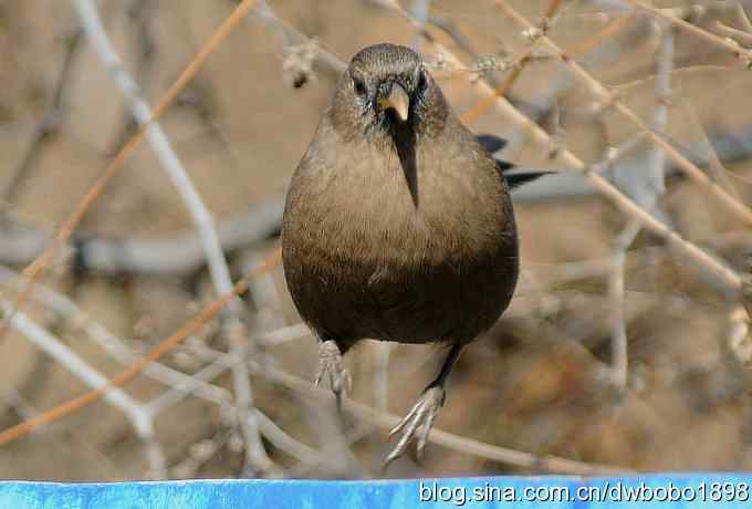 白河湾的山噪鹛