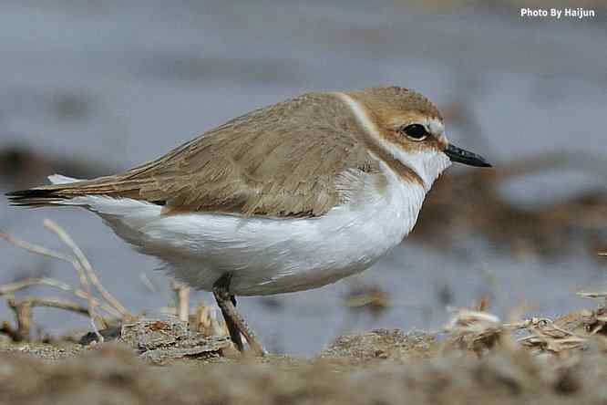 野鸭湖追拍环颈鸻