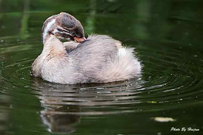 鸟鸟平等 wbr wbr决不搞鸟族歧视