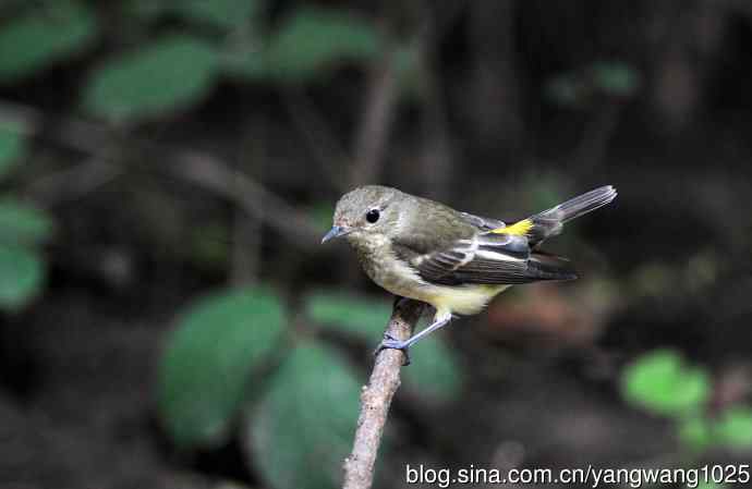 雌性白眉姬鹟（14）