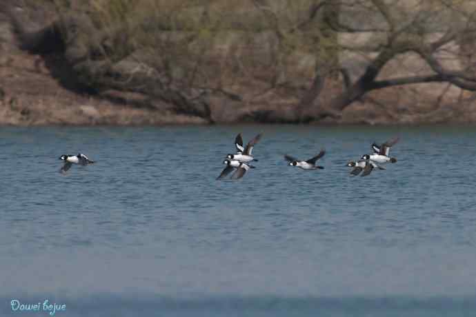 春来西堤好鸭多