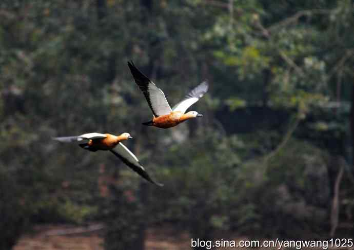 轻雾中的赤麻鸭