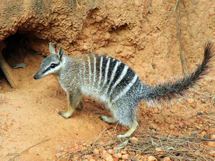 盘点十二大著名食蚁动物：袋食蚁兽