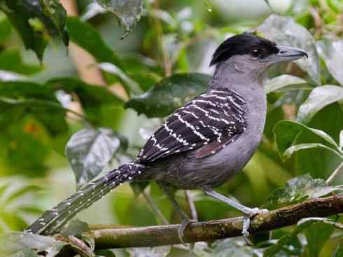 绝色攀禽：佛法僧目之翠鴗