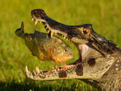 龙：传说的兽原型探秘（短吻鳄类）