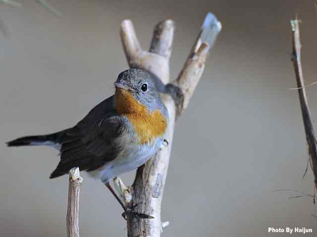 红胸姬鹟演绎冬天里的童话