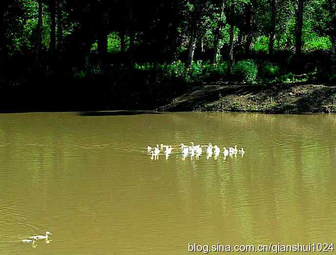 夏日白河.鹮嘴鹬