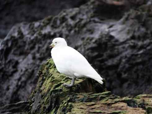 奇特的盔：白鞘嘴鸥