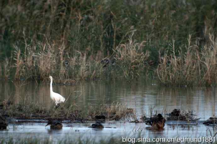 崇明东滩湿地公园十一月鸟况-望远镜打鸟