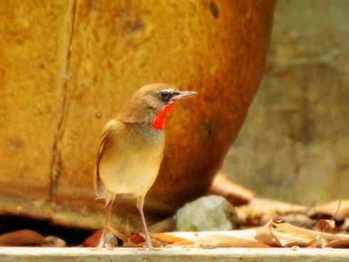 家禽驯化之源之二十七