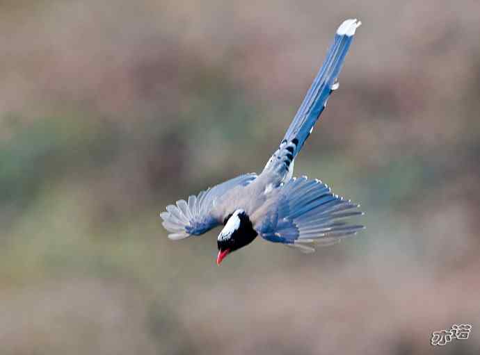 陕西洋县&nbsp;wbr路&nbsp;wbr红嘴蓝鹊