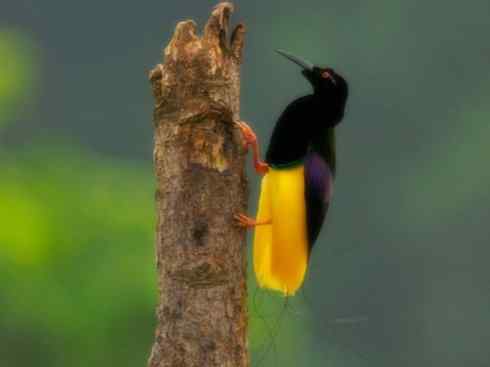 美丽无罪:雀鸟之极乐鸟 美丽无罪:雀鸟之极乐鸟