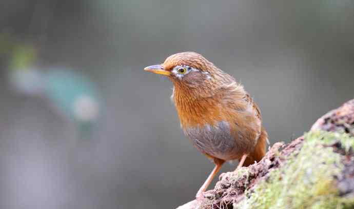【画眉深浅入时无 wbr不如林间自在啼】（野生画眉鸟一组）