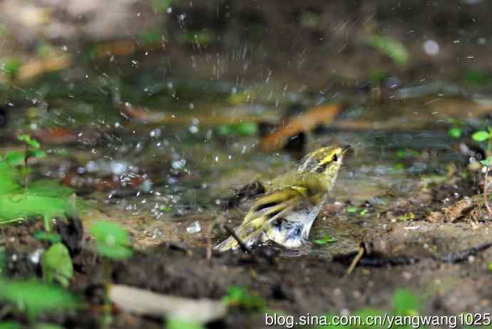 黄腰柳莺(4) 黄腰柳莺(4)